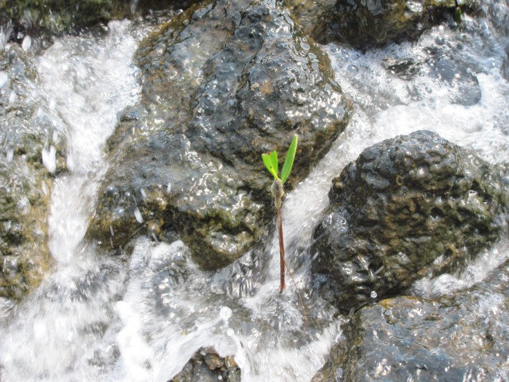 A tree grows in the Peace River!